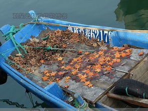 漁港靜默背后的生存挑戰(zhàn) 油貴魚(yú)少，威海大船擱淺