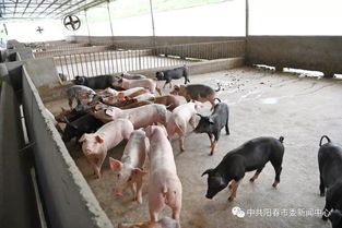 陽(yáng)春畜牧漁業(yè)蓬勃發(fā)展，年總產(chǎn)值突破35.7億元